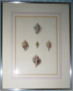 Study of shells