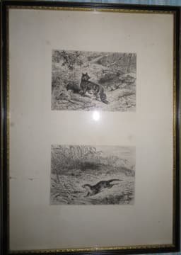 Etching of a fox and stoat