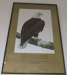 Picture of a Bald Eagle