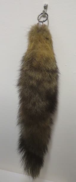 Fox tail