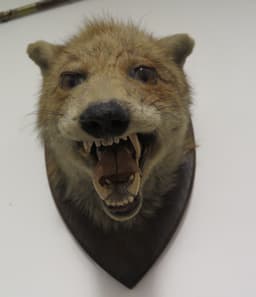 Fox head