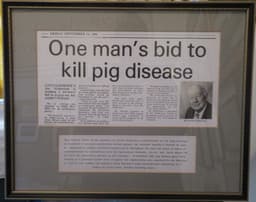 One Man's Bid To Kill Pig Disease