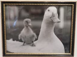 Ducks
