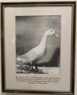 Cherry Valley drake