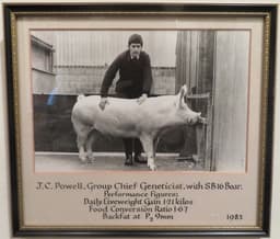 Cotswold SB16 Boar