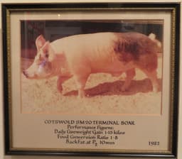 Cotswold SB20 Terminal Boar