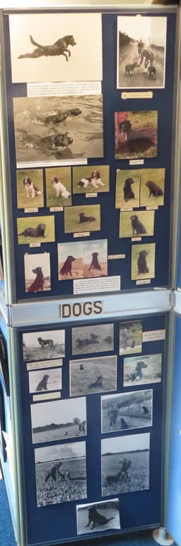 Dogs display board