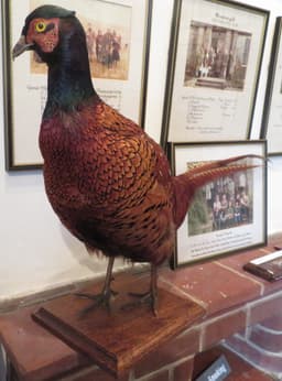 Pheasant