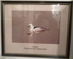 Smew