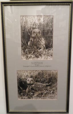 Short-eared Owl