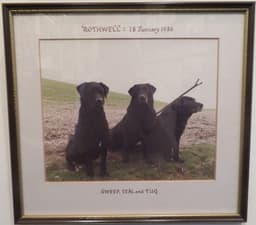 Black Labradors