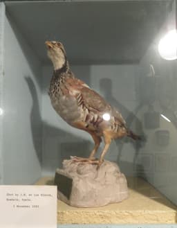 English Partridge