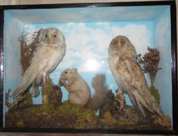 Owls and squirrel